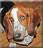 Fitz the Basset Hound