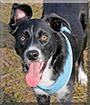 Orson the Border Collie