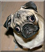 Mobs the Pug