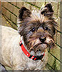 Bonnie the Cairn Terrier