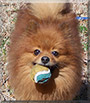 Rockie the Pomeranian