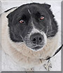 Jessie the Border Collie, Spitz