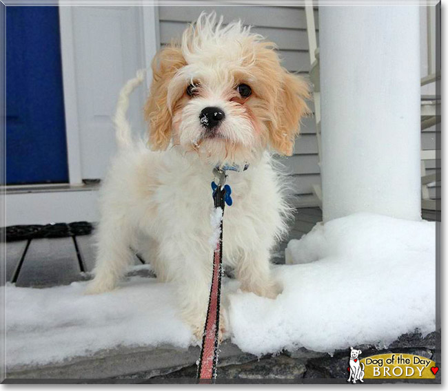 Brody, the Dog of the Day