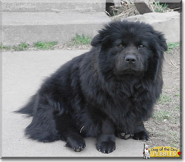 Pebbles, the Dog of the Day