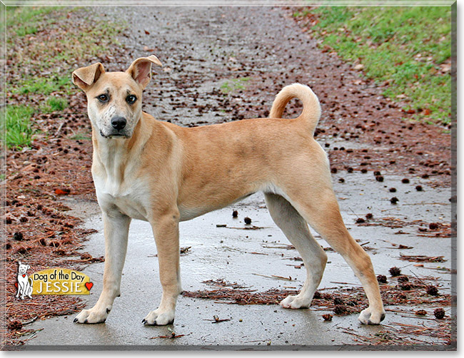 Catahoula chow hot sale mix