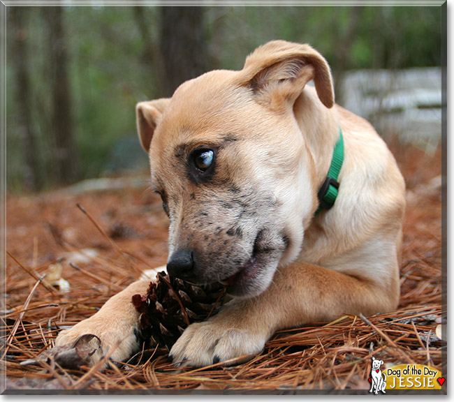 Jessie, the Dog of the Day