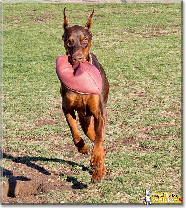 Whiskey, the Dog of the Day