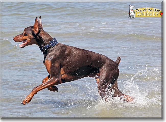 Whiskey, the Dog of the Day