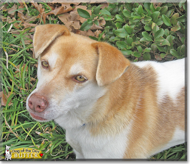 Butter, the Dog of the Day