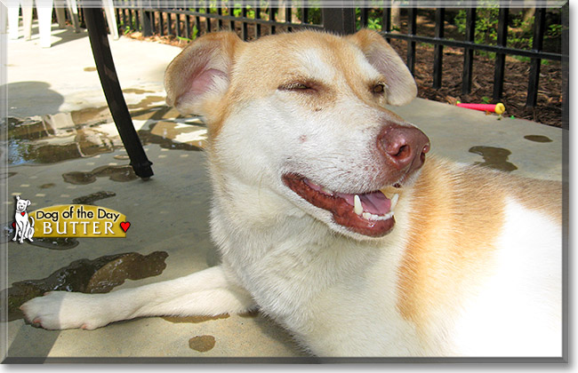 Butter, the Dog of the Day