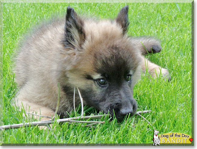 Bandit, the Dog of the Day