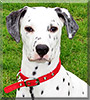 Trinity the Dalmatian