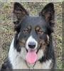 Bella the Border Collie, Belgian Shepherd