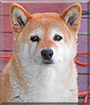 Princess Kurumi the Shiba Inu