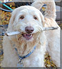 Hunter the Standard Poodle, Labrador