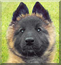 Hera the Belgian Tervueren Sheepdog