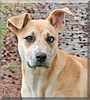 Jessie the Catahoula Leopard Dog, Labrador