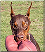 Whiskey the Doberman