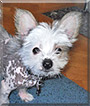 Sonic the Chinese Crested, Chihuahua