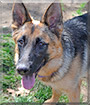 Keira the German Shepherd Dog