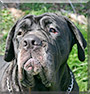 Sharon the Neapolitan Mastiff