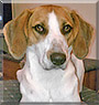 Biscuit the Treeing Walker Coonhound