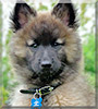 Bandit the Belgian Tervuren