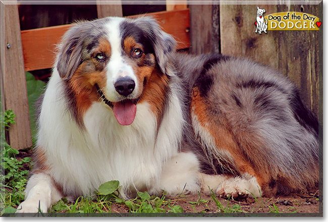 Dodger, the Dog of the Day