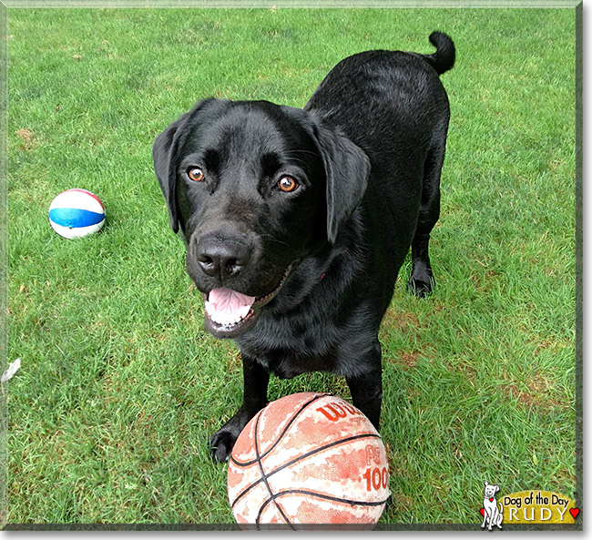 Rudy, the Dog of the Day