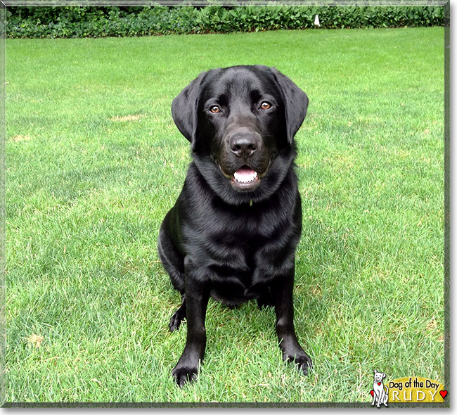 Rudy, the Dog of the Day