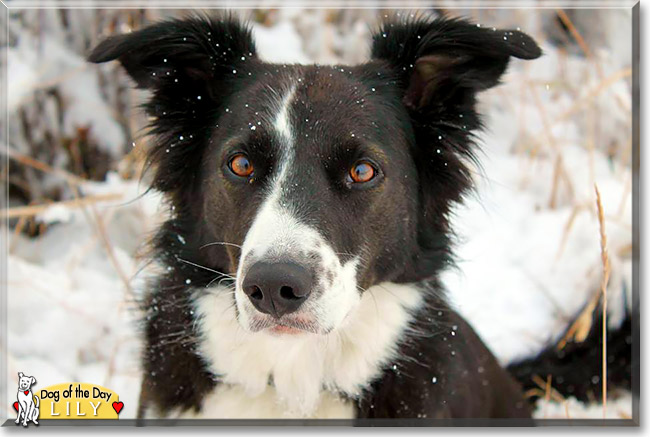 Lily, the Dog of the Day