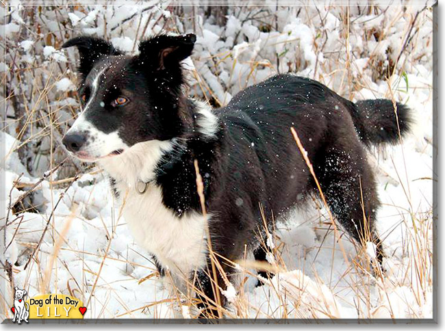 Lily, the Dog of the Day