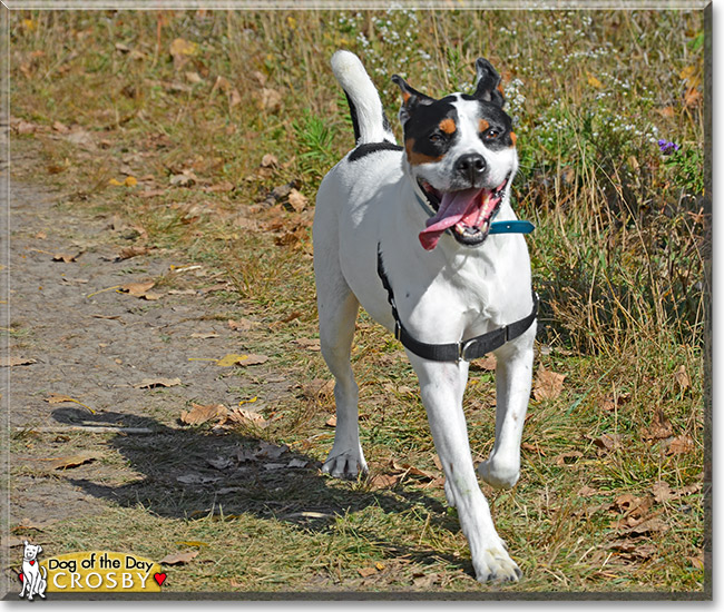 Crosby, the Dog of the Day