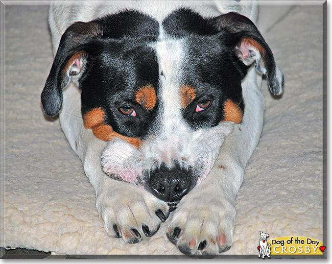 Crosby, the Dog of the Day