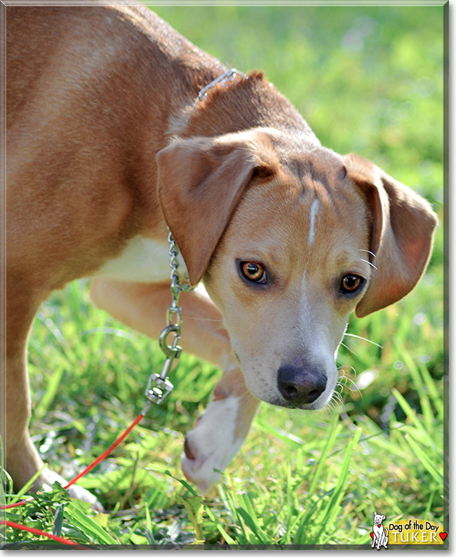 Tuker, the Dog of the Day