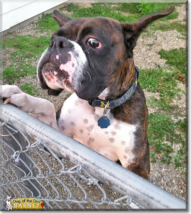 Barney, the Dog of the Day