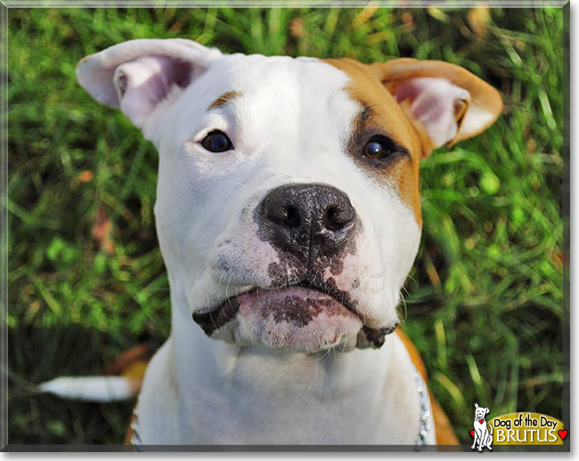 Brutus, the Dog of the Day