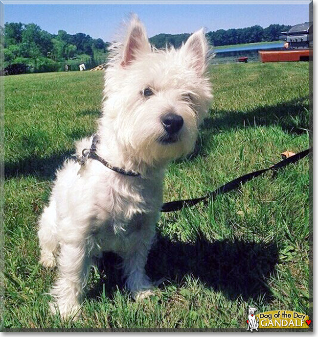 Gandalf, the Dog of the Day