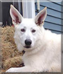 Maui the White German Shepherd