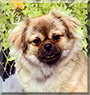 Snickers the Tibetan Spaniel