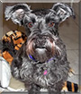 Emily the Miniature Schnauzer mix