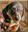 Blaze the Miniature Dachshund