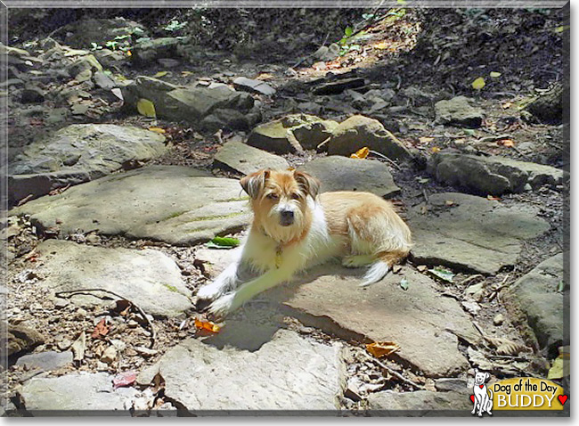 Buddy, the Dog of the Day