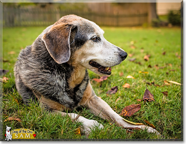 Sam, the Dog of the Day