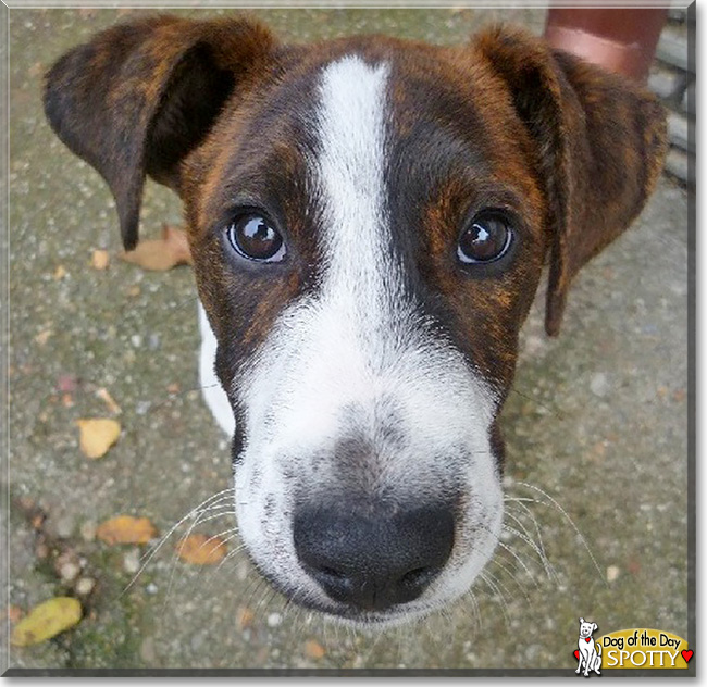 Spotty, the Dog of the Day