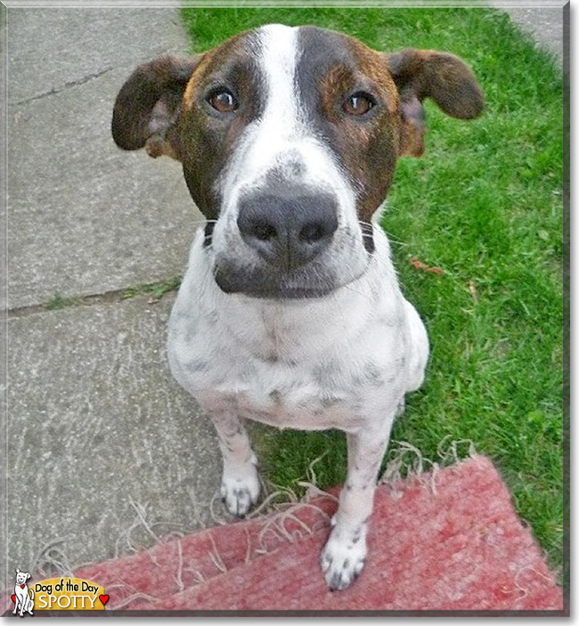 Spotty, the Dog of the Day