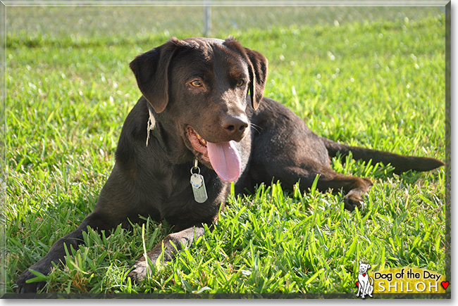 Shiloh, the Dog of the Day