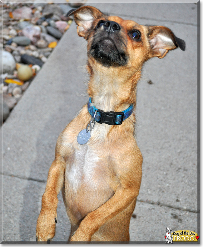 Frodo, the Dog of the Day