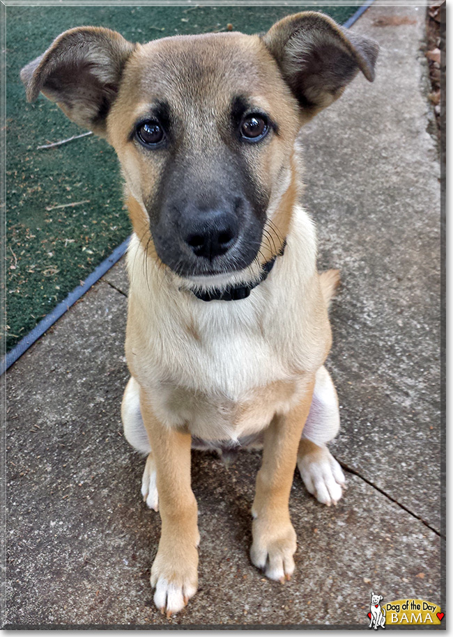 Bama, the Dog of the Day