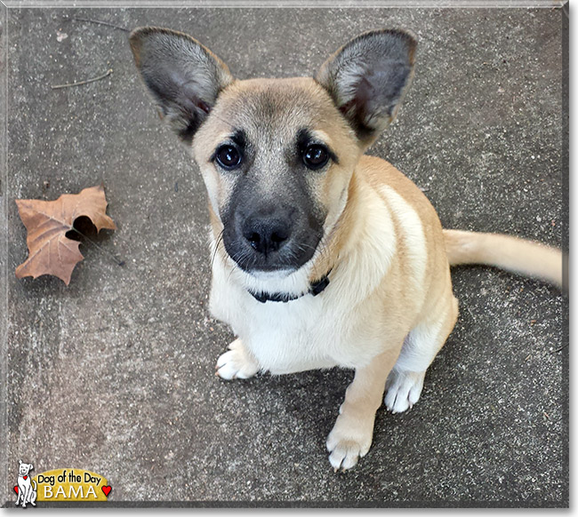 Bama, the Dog of the Day